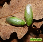 Зеленый таракан
