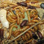 Мучной червь (насекомое)корм для животных
